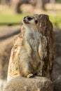 Alert meerkat standing on guard Royalty Free Stock Photo