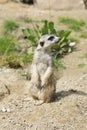 Alert meerkat standing on his back legs