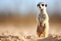 alert meerkat standing upright against sand background