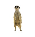 Alert meerkat Royalty Free Stock Photo