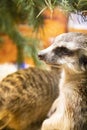 Alert meerkat Suricata suricatta standing on guard, Kalahari desert, South Africa Royalty Free Stock Photo