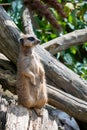 Alert Meerkat or Suricate on a tree stump Royalty Free Stock Photo