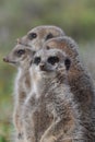 Alert meerkats Royalty Free Stock Photo