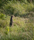 Alert Mongoose in the Grass Royalty Free Stock Photo