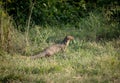 Alert Mongoose in the Grass
