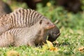 Alert mongoose hunting Royalty Free Stock Photo