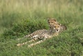 Alert Mother and cub cheetah at Masai Mara, Kenya Royalty Free Stock Photo