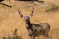 Alert Mule Deer Buck