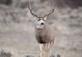 Alert mule deer buck Royalty Free Stock Photo