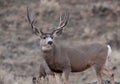Alert mule deer buck Royalty Free Stock Photo