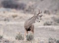 Alert mule deer buck looks behind him Royalty Free Stock Photo