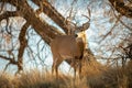 Alert Mule Deer Buck pauses while ambling through woodlot