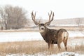Alert Mule Deer Buck in Snow Royalty Free Stock Photo