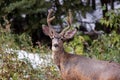 Mule Deer buck with velvet antlers in Telluride, Colorado
