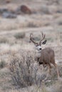 Alert mule deer buck Royalty Free Stock Photo