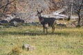 Alert Mule Deer Doe and Fawn