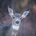 Alert Mule Deer Doe - Close-up Portrait - Habitat Bokeh