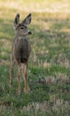 Alert mule deer fawn