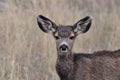 Alert Mule Deer Fawn Royalty Free Stock Photo