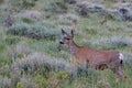 Alert Mule Deer