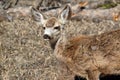 Mule deer alert and watching out