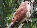 A Alert Nankeen Kestrel Perched on a Eucalyptus Tree. Royalty Free Stock Photo