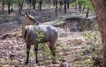 Alert neelgai