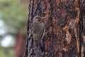 Alert Northern Flicker pauses on pine trunk in Arizona Royalty Free Stock Photo