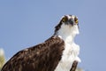 The Alert Osprey