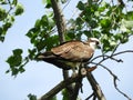 Alert Osprey with small fish catch on branch Royalty Free Stock Photo