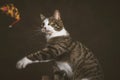 Alert playful young tabby cat with white chest sitting on scratching post against dark fabric background. Royalty Free Stock Photo