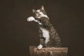 Alert playful young tabby cat with white chest sitting on scratching post against dark fabric background. Royalty Free Stock Photo