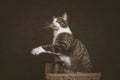 Alert playful young tabby cat with white chest sitting on scratching post against dark fabric background. Royalty Free Stock Photo