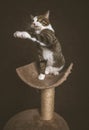 Alert playful young tabby cat with white chest sitting on scratching post against dark fabric background. Royalty Free Stock Photo