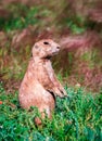 Alert prairie dog intent on keeping watch