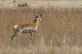 Alert Pronghorn Antelope Buck Royalty Free Stock Photo