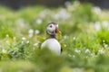 Alert Puffin Amid Sea Campion Flowers