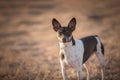 Alert Rat Terrier Dog Royalty Free Stock Photo