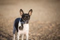 Alert Rat Terrier dog in yard Royalty Free Stock Photo