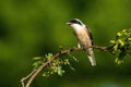 Alert red-backed shrike male resting in sunlit nature on summer morning