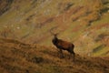 Alert Red Deer Stag standing on hillside in Highlands of Scotland Royalty Free Stock Photo