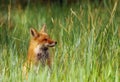 Alert Red Fox in High Grass Royalty Free Stock Photo