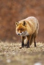 Alert red fox standing on meadow in autumn nature.