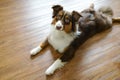 Alert Red tri australian shepherd dog with hanging ears laying on floor shocked