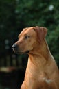 Alert Ridgeback Royalty Free Stock Photo