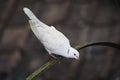 Alert Ring-necked Dove, Streptopelia capicola Royalty Free Stock Photo