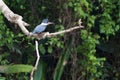 An alert Ringed Kingfisher