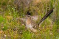 Alert Roadrunner Stands in the Green Desert Brush of Sabino Canyon in Tucson, Arizona