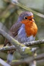 Alert robin sits in a tree singing away