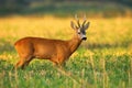 Roe deer buck observing on agricultural field in summer nature